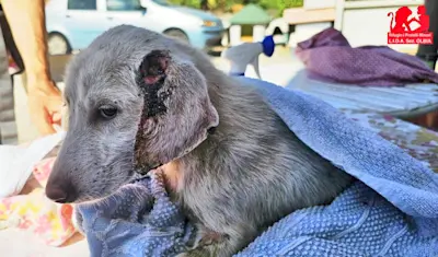 AlessioAlessia 725 2