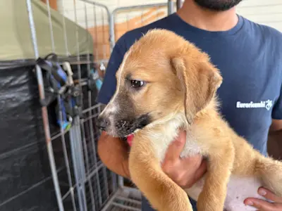 I Nocciolini, Rüde974, 825 2