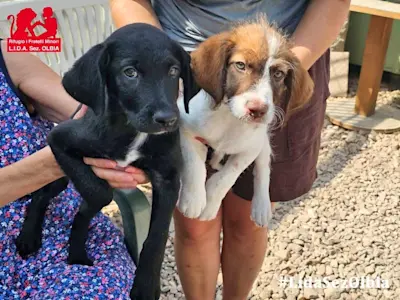 Lucrezio und Ludovico