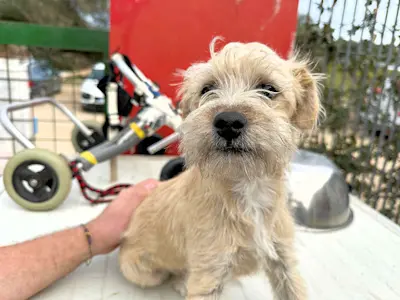 Rudalzini Maedel 1 4