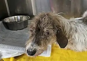 Bild von Geremia Luca