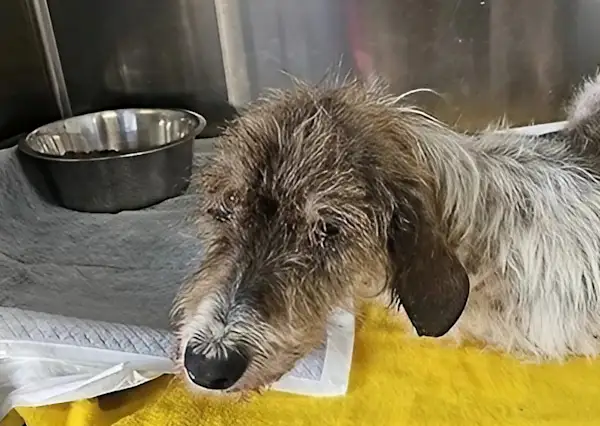 Bild von Geremia Luca