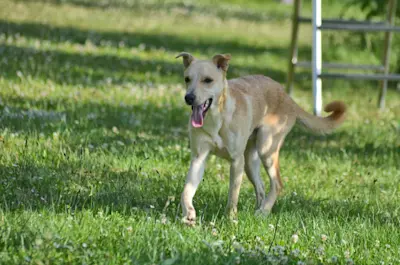 Giovanni Piccolo 625 3