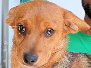 Bild von Topolino Tillo