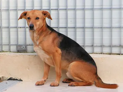 Angioletto Jan22 02 1