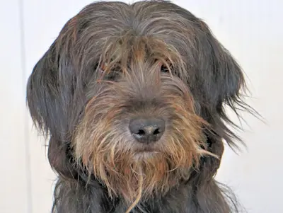 Fonnesina Mai23 03 1