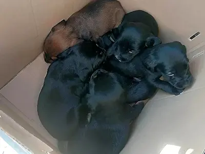 6 Welpen aus Marinella