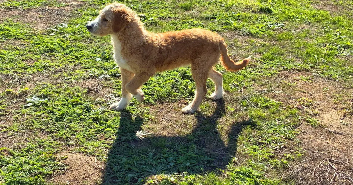 Ricciolina 1125 1263