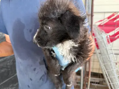 I Nocciolini, Rüde 090, 825 2