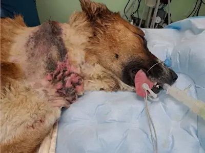 Collarina Mai23 06 1