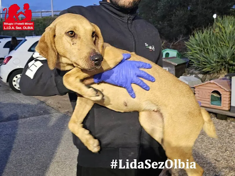 AngelicaCosima 1125 1