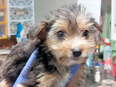 Bimbi Belli maschio 1