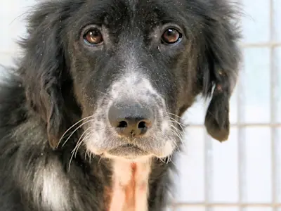 Orosei: Leishmaniose infiziert