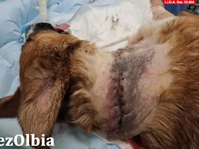 Collarina Mai23 05 1