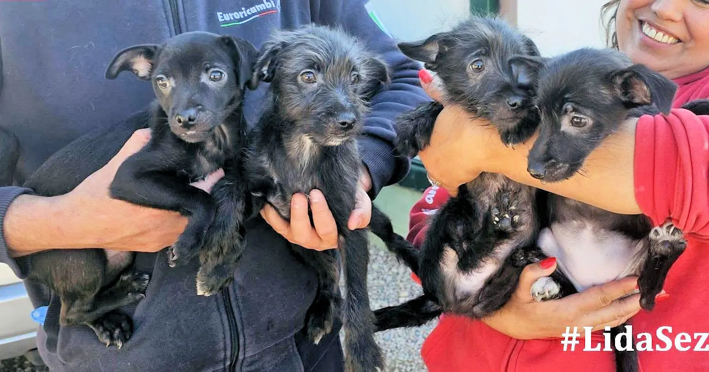 i Giornalisti 1263 - März 25 2