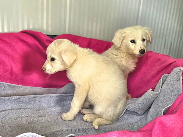 Loredana und Arisa 1