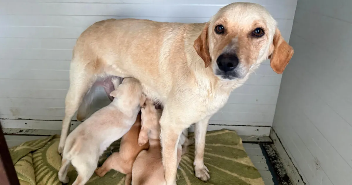 Mama 426 1263