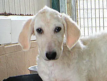 Lorenzino Lori 3 (2) 43