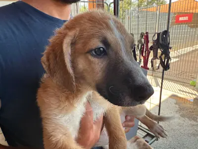 I Nocciolini, Rüde974, 825 5