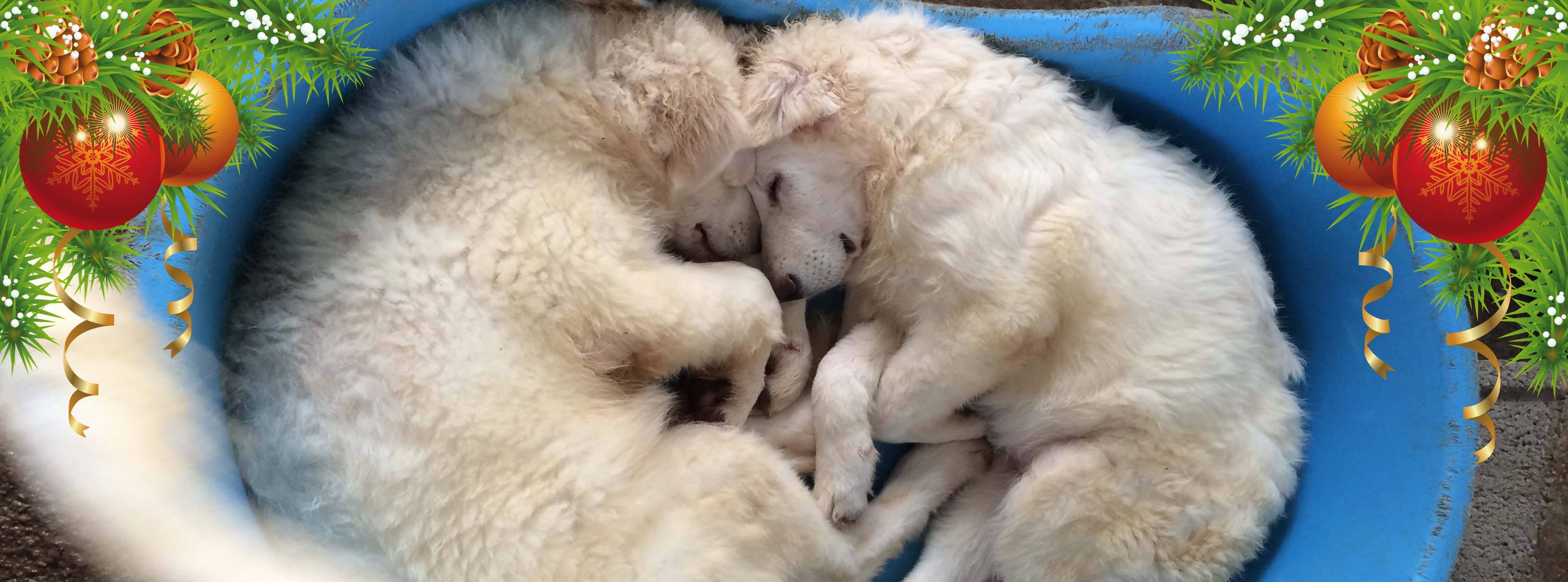 260779760 264767125697285 274736126449842085 n