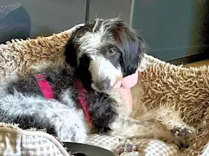 Bild von Bringiolina