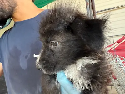 I Nocciolini, Rüde 090, 825 4