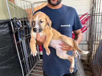 I Nocciolini, Rüde974, 825 1