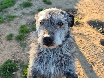 CesareMatteo 226 432