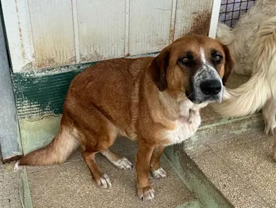 Collarina Mai23 03 1