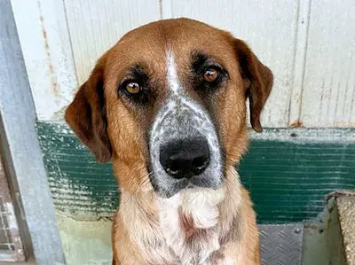 Collarina Mai23 01 2