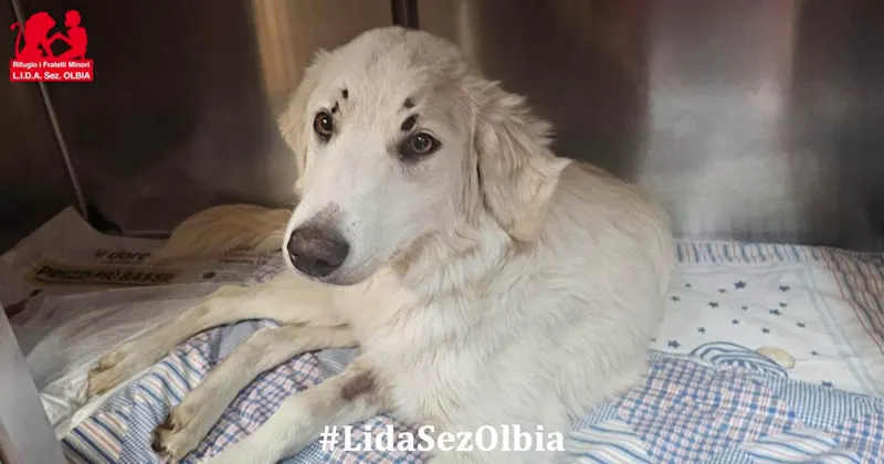 Tempestina 1125 1263