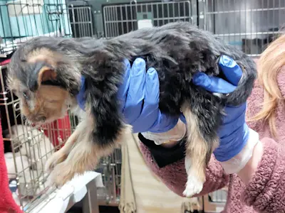 Bimbi Belli maschio 1b