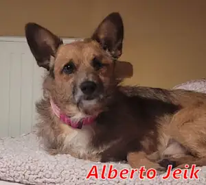 Bild von Alberto Jeik