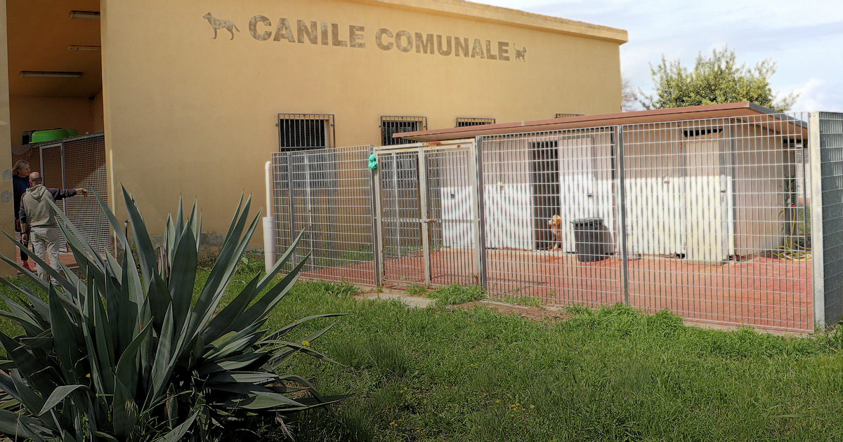 canile tortoli c