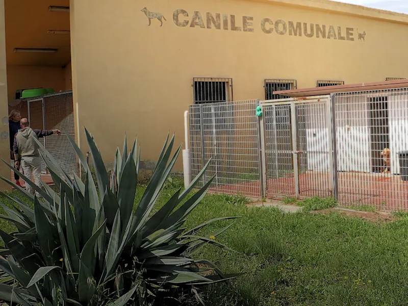 canile tortoli Geburtstag