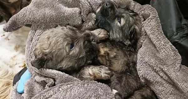 Zuccherino SardinienHunde e.V.