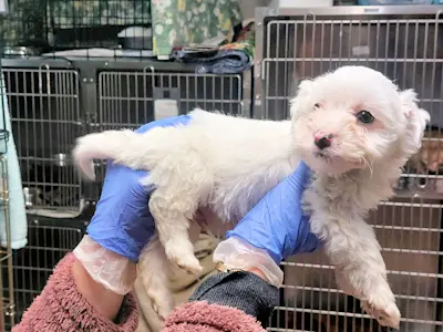 Bimbi Belli maschio 3b