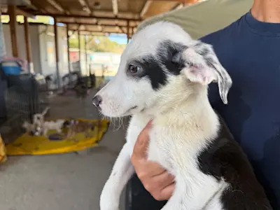 I Nocciolini, Rüde 351, 825 6