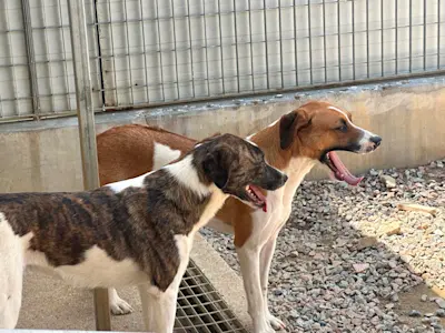 Nadine und Nox 525 4