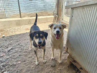 Angel und Robin Hood 625 2