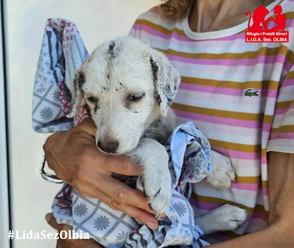 AlessioAlessia 725 3