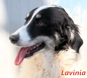 Lavinia-43
