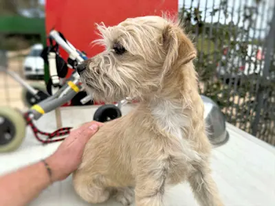 Rudalzini Maedel 1 1