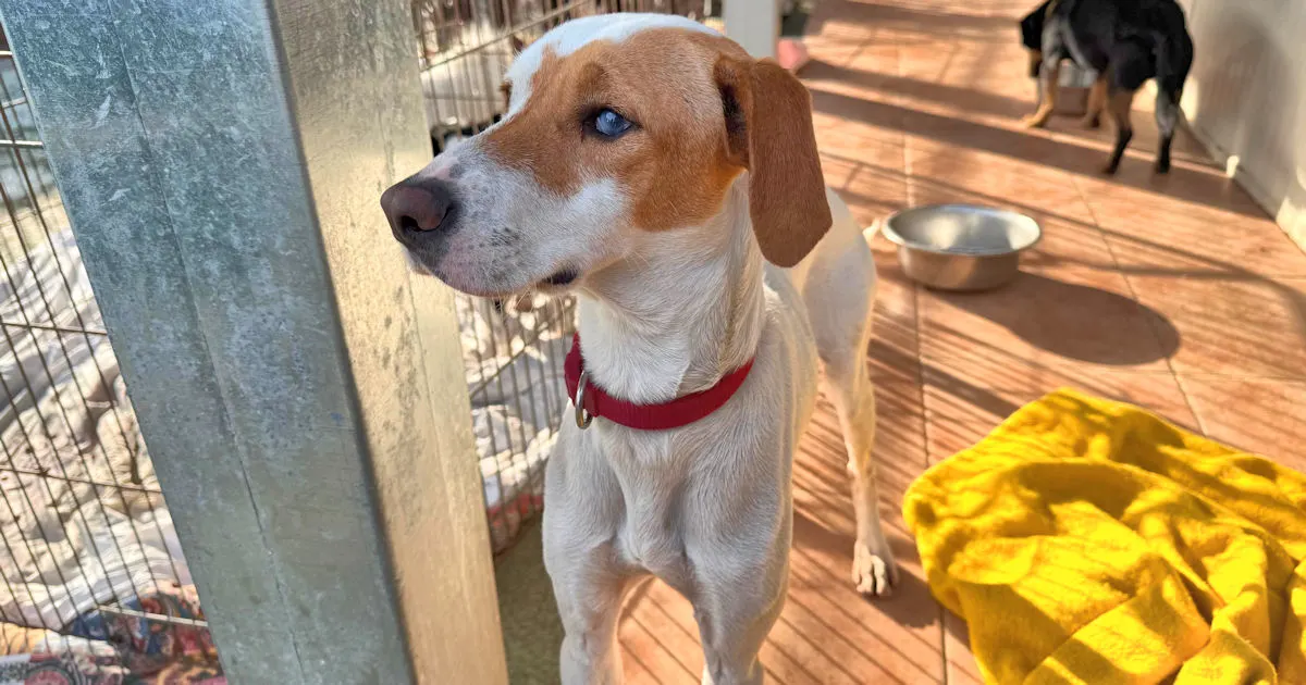 Gabriellina 1225 1263