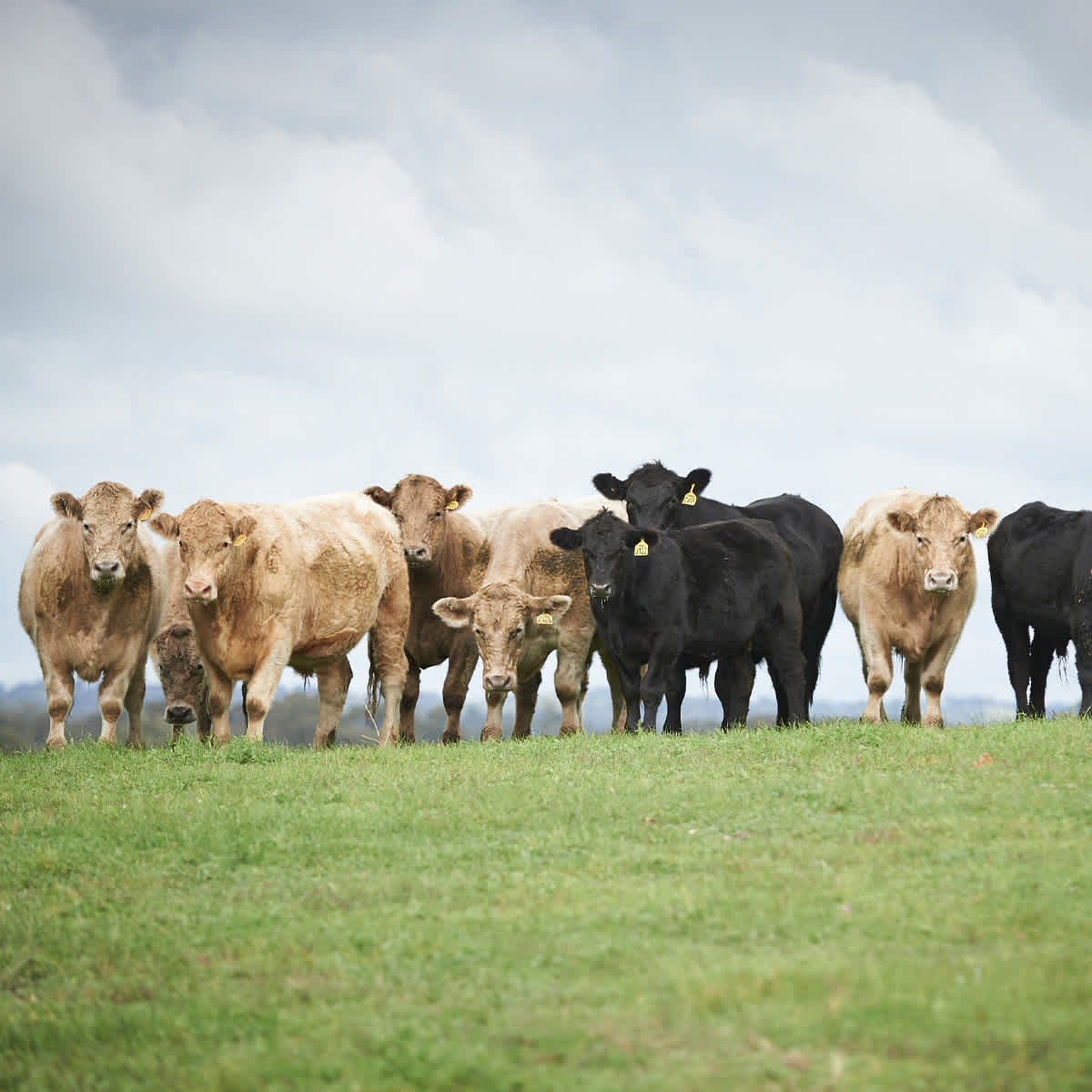 Cows in a grass field