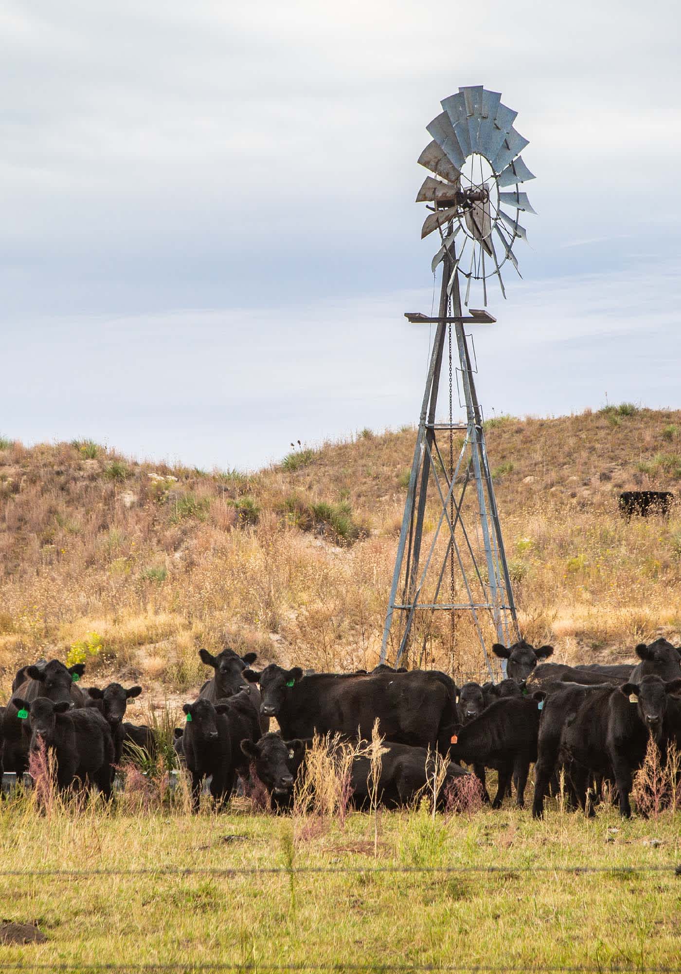 Black angus cattle on farm