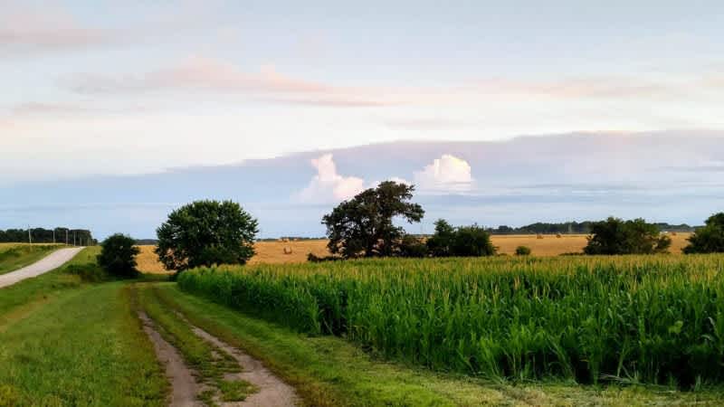 A dirt road winding through a lush corn field, creating a picturesque rural scene.