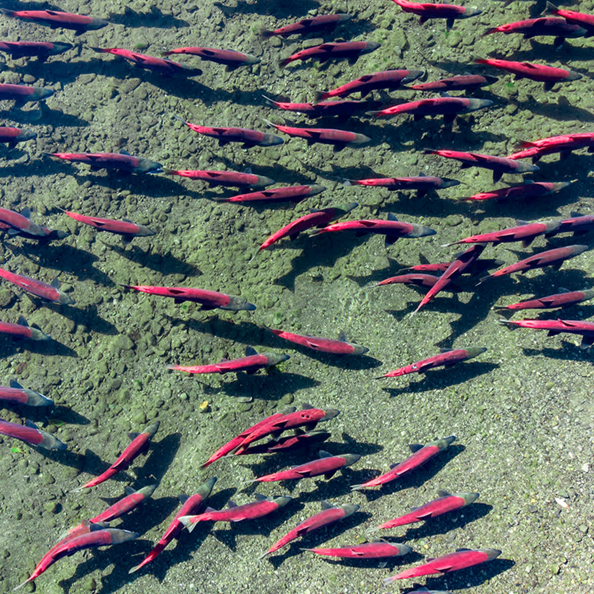 Fish in the ocean