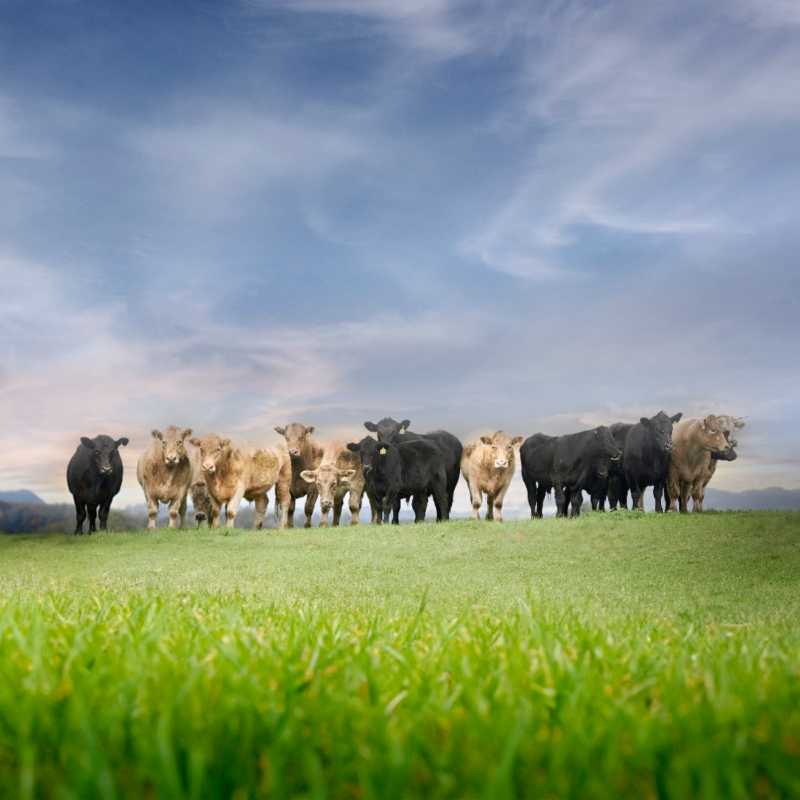 A herd of cows in a grassy field