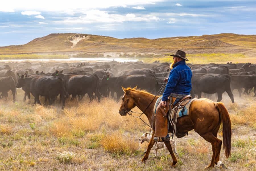 Man on a horse herding cattle in a pasture.